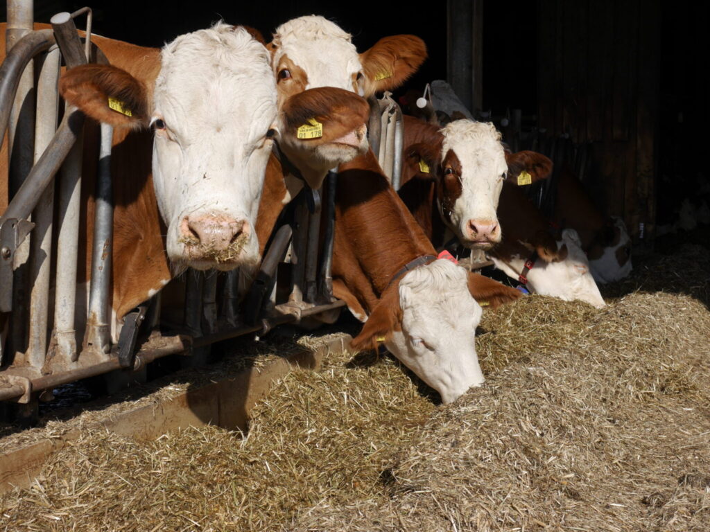 Blick in einen Kuhstall. Fünf weiß-braun gefleckte Kühe strecken ihre Köpfe durch ein Gitter, um Heu zu fressen. Zwei schauen in die Kamera.