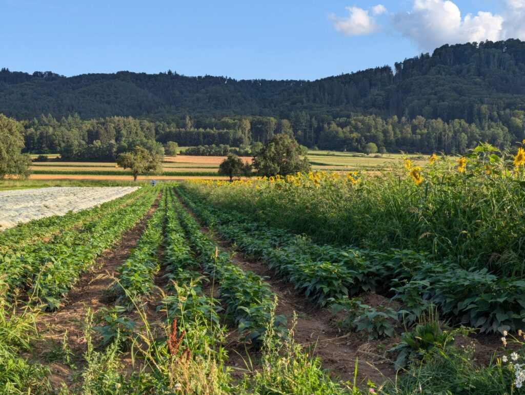 Blick in die Reihen eines Gemüsefelds, rechts davon ein Blühstreifen mit Sonnenblumen