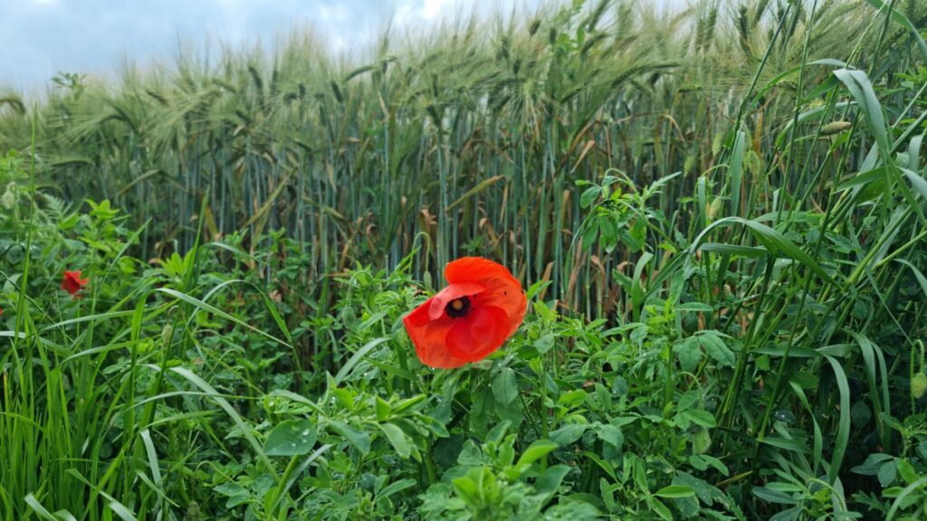 Blick auf den Randstreifen eines Gerstenfelds und einer Mohn-Blüte
