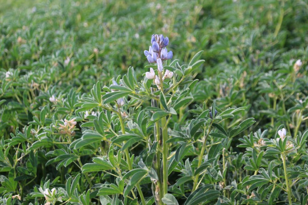 Blick auf die Blüte einer Weißen Lupine.