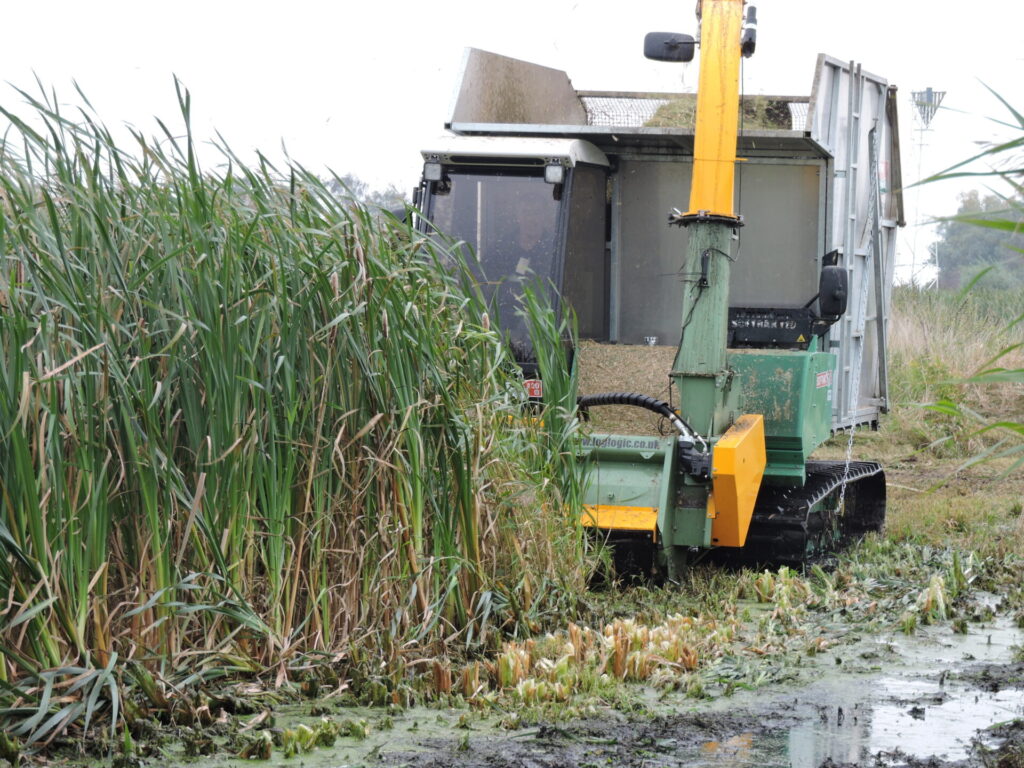 Blick von schräg vorne auf ein Mähgerät, das durch ein Feld mit Rohrkolbenröhricht mit nassem Boden fährt.
