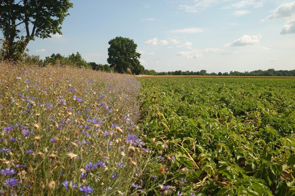 Eine großes Kartoffelfeld zieht sich über das ganze Bild, links davon sind Nützlingsstreifen zu sehen. Das ist eine Maßnahme für Insekten für mehr Nahrung und Lebensraum.