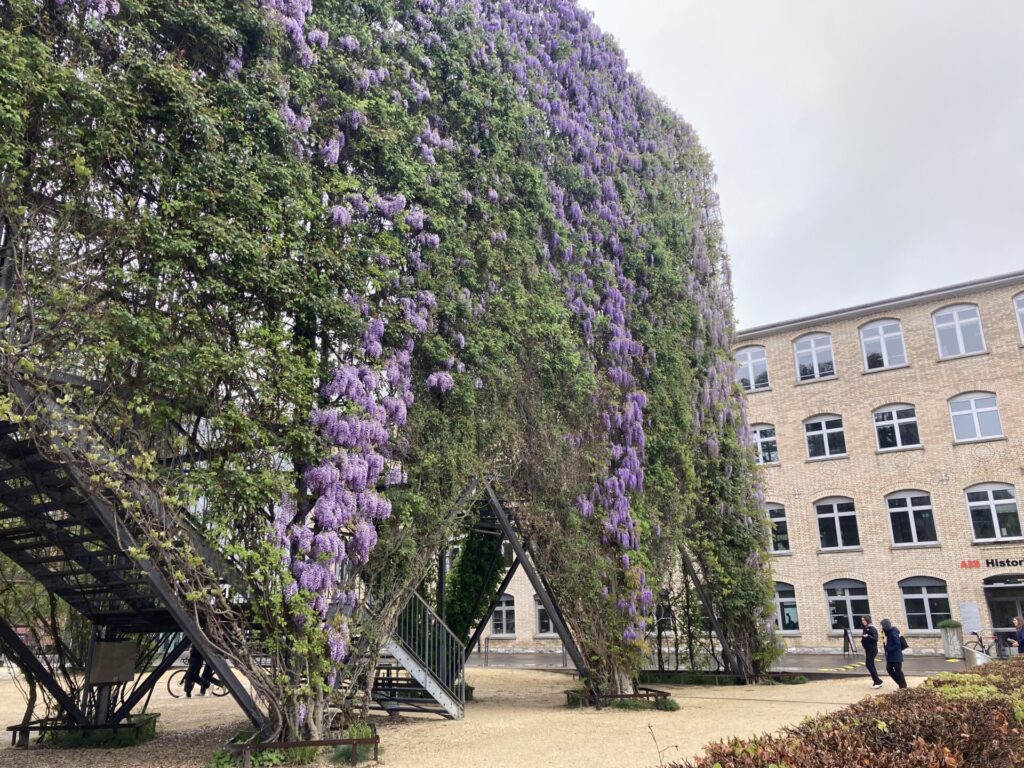 Auf dem Bild ist eine große, bogenförmige Pflanzen- und Rankkonstruktion zu sehen, die dicht mit grünem Laub und violett blühendem Blauregen (Glyzinie) bewachsen ist. Die hängenden Blütentrauben ziehen sich über die gesamte Höhe und verleihen der Konstruktion ein fast tunnelartiges, sehr üppiges Erscheinungsbild. Die Pflanzen wachsen an einer metallenen Trägerstruktur, unter der sich Treppen und Durchgänge befinden.