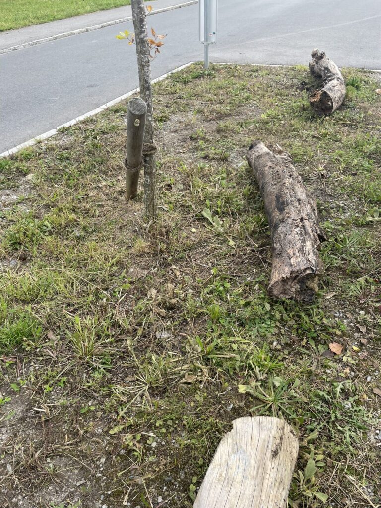 Es liegen drei kleine Totholzstämme auf dem Trittsteinbiotop in der Fahrradstraße in Rankweil.
