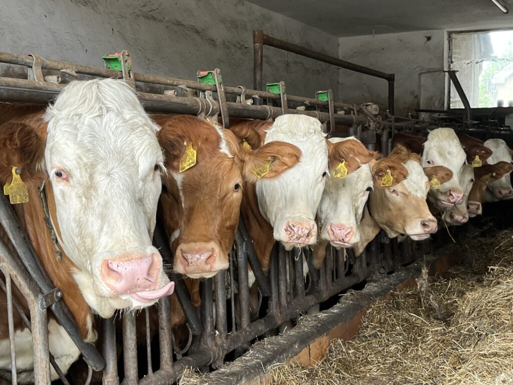 Blick in einen Kuhstall mit neun weiß-braun gefleckten Kühen. Die Kühe strecken ihre Köpfe durch ein Gitter und schauen in die Kamera.
