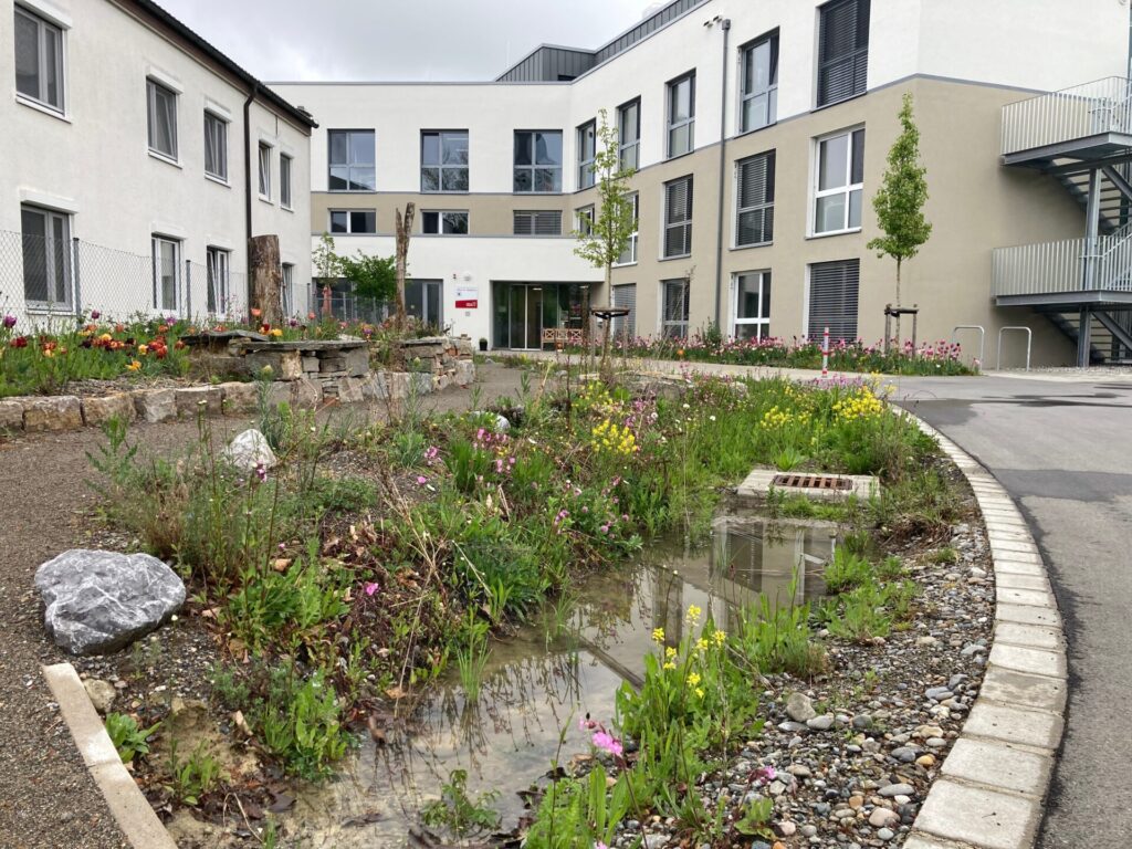 Im Blick ist eine neu angelegte Grüninsel, auf der heimische Pflanzen wachsen. Es hat sich auch eine kleine Wasserfläche angesammelt. Im Hintergrund steht das Neubau Haus Raphael. Einzelne kleine Bäume stehen an den Hauswänden.