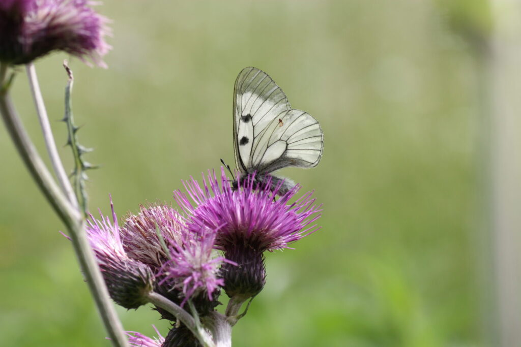 Blick auf einen Schmetterling auf einer lilafarbenen Blüte.