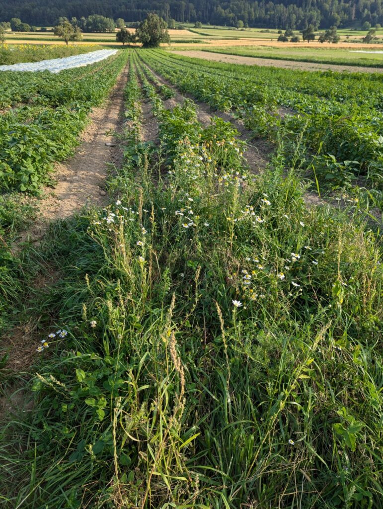 Hochformatiges Bild mit Blick auf die Reihen eines Kartoffelackers. Im Vordergrund ist ein Randstreifen mit Wildkräutern zu sehen.