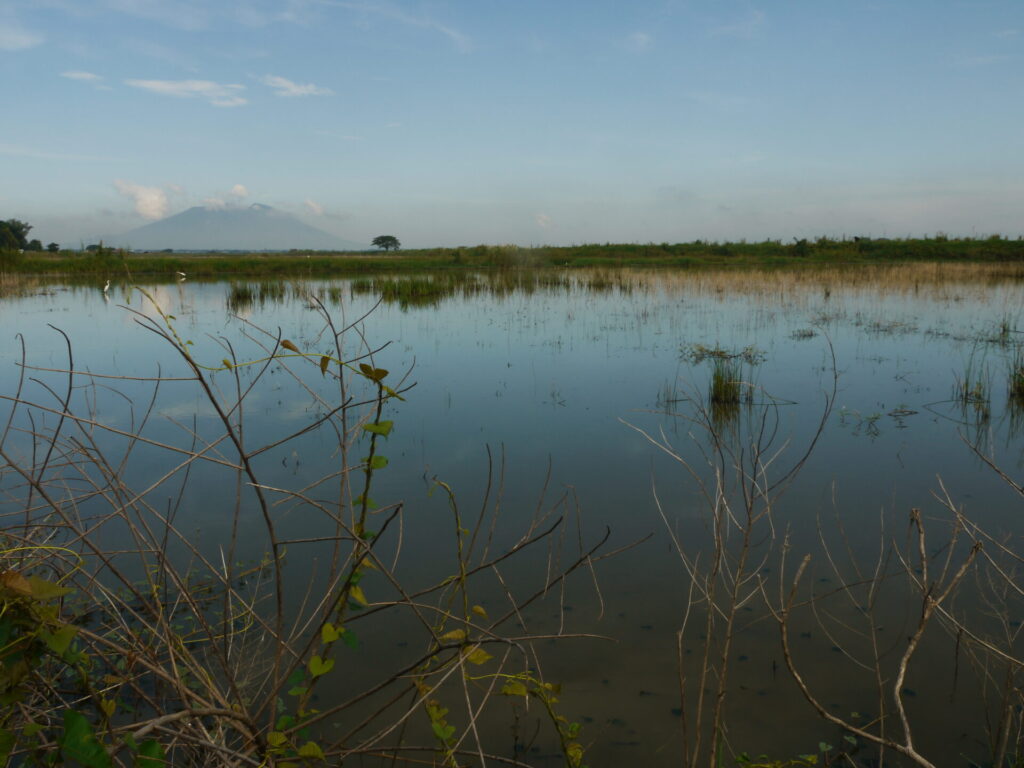 See mit Ästen im Vordergrund und Wasserpflanzen im Hintergrund.