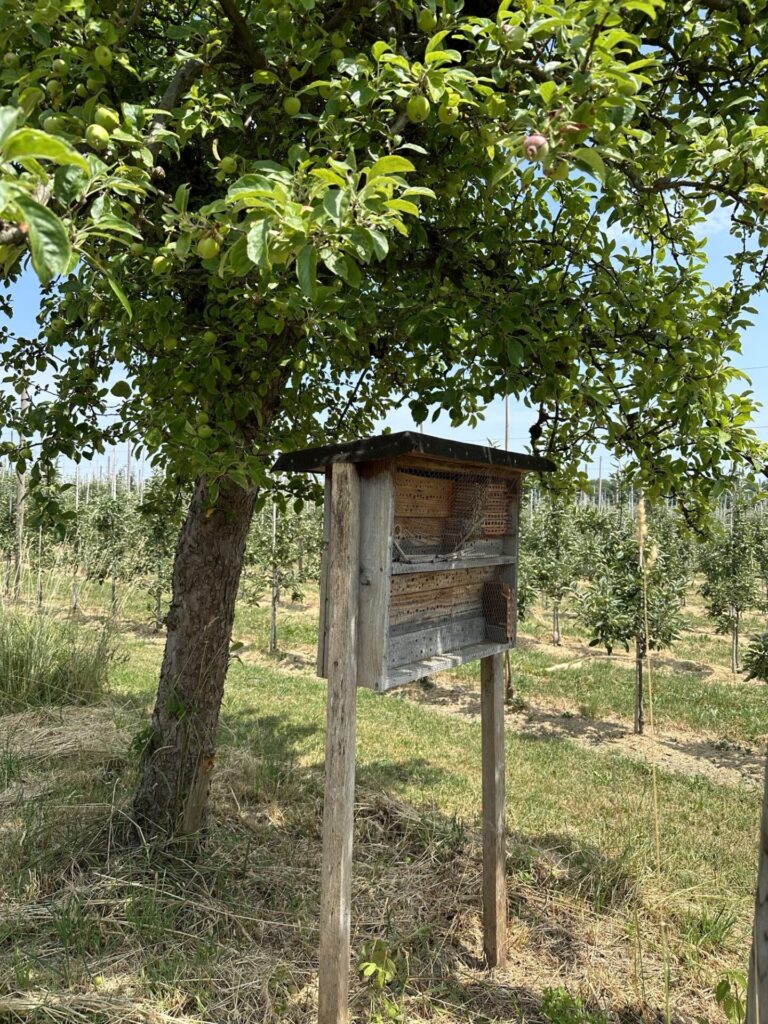 Mitten neben Obstbäumen steht ein Nisthilfekasten aus Holz unter einem großen Apfelbaum.