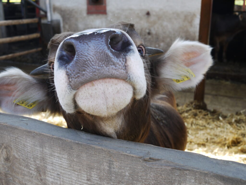 Blick auf eine Rinderschnauze, die sich neugierig über ein Gatter hebt.