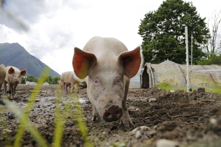 Frontaler Blick auf ein Schwein, das im Freien im Matsch steht und in die Kamera schaut. Hinter ihm sind weitere Schweine zu sehen.