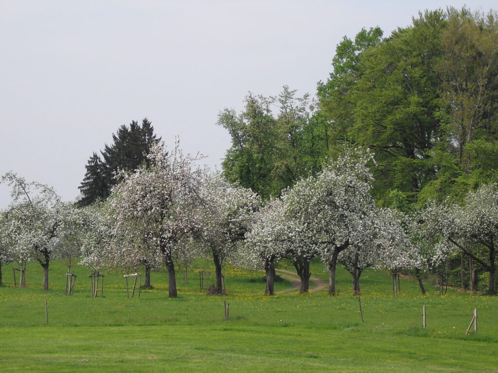 Obstbäume auf einer Grünfläche