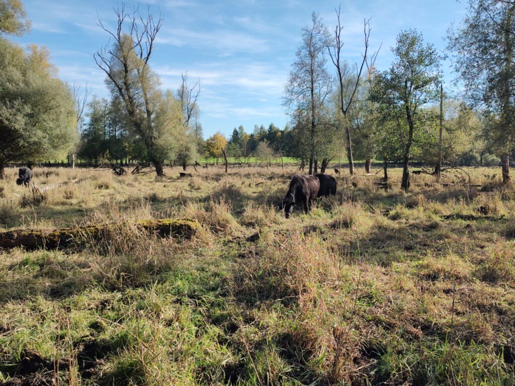 Rinder weiden auf einer Moorfläche.