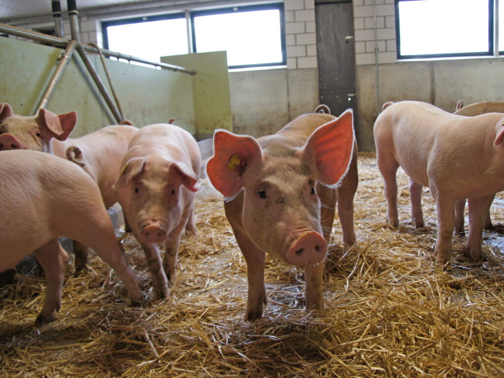 Blick in einen Schweinestall, in dem die Schweine frei laufen können. Sie stehen auf Stroh.