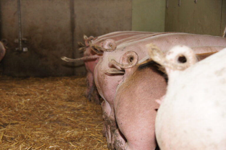 Blick auf Schweinehintern im Stall mit Stroh. Die Schweine stehen nebeneinander, der Blick fällt vor allem auf ihre Ringelschwänzchen.