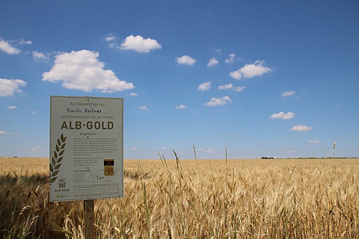Blick auf ein goldenes Weizenfeld unter strahlend blauem Himmel. Links steht ein Info-Schild.