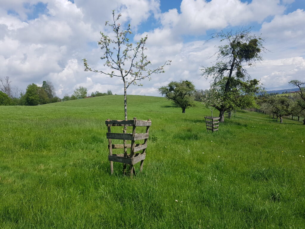 Auf einer grünen Wiese stehen ältere und jüngere Bäume. Die jüngeren sind mit einem Holzzaun geschützt.
