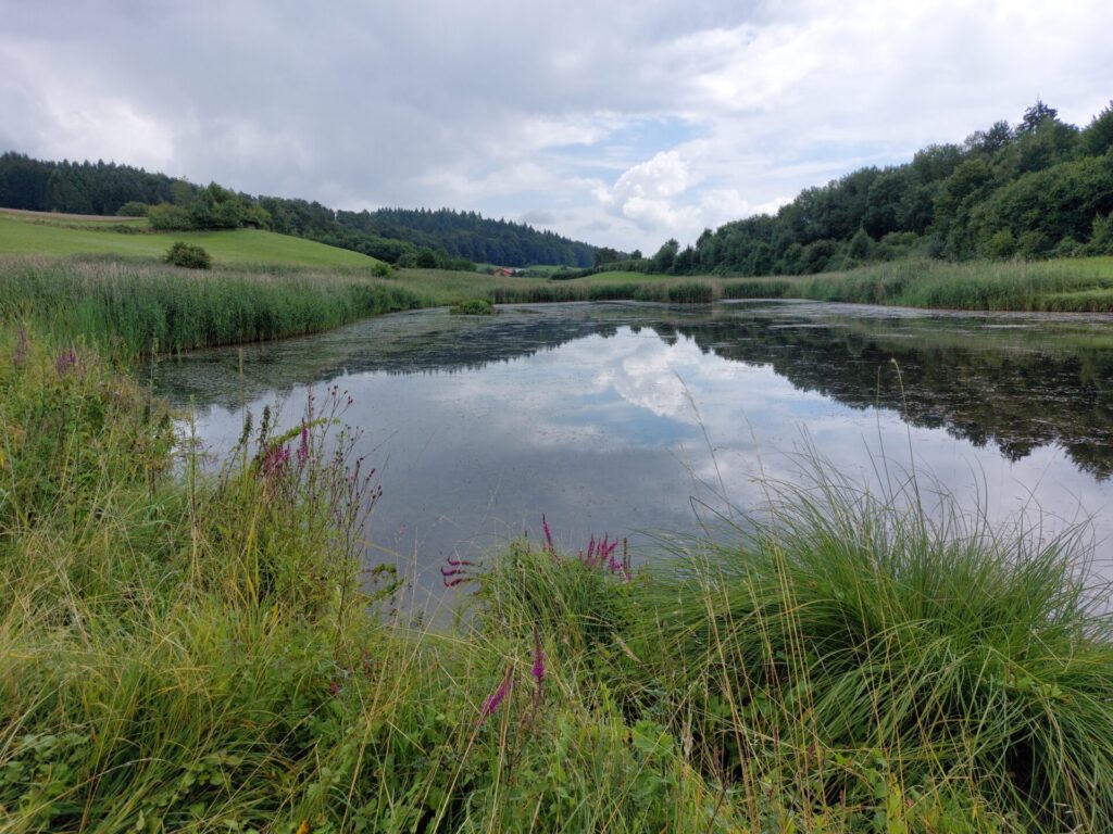 Blick bei bedecktem Himmel auf ein Kleingewässer in hügeliger Natur.