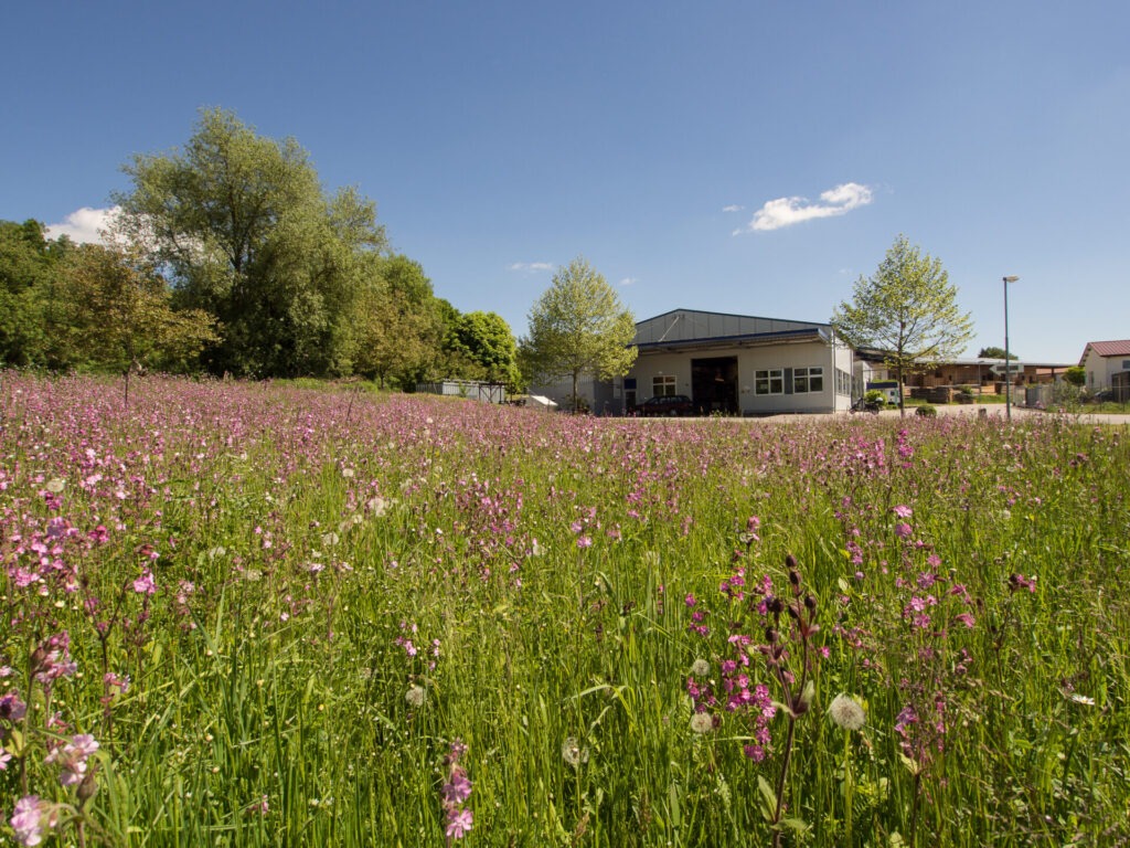Blick über eine artenreiche, blühende Wiese auf ein Gewerbegebäude.