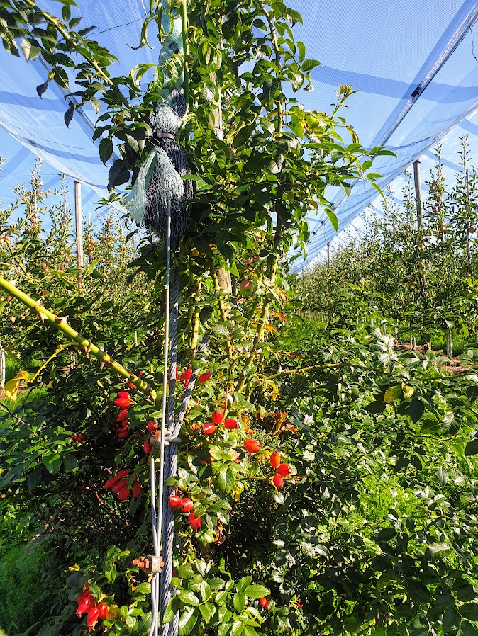 Blick auf eine Ankerpflanze /Hagebutte am Ende einer Obstbaumreihe in einer Obstanlage.