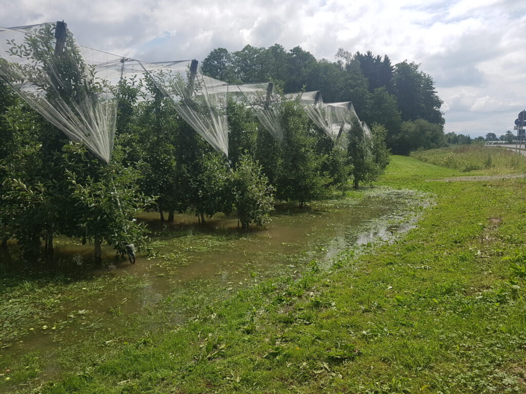 Blick in eine Obstanlage. Die Bäume sind mit einem Hagelnetz geschützt. Die Anlage liegt etwas tiefer als die Umgebung, die Bäume stehen im Wasser.