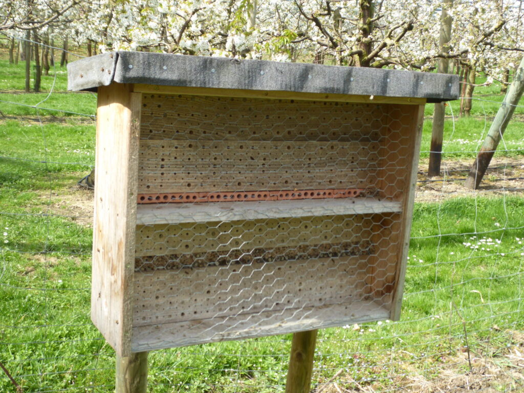 Blick auf ein Bienenhotel, im Hintergrund blühende Obstbäume in einer Anlage