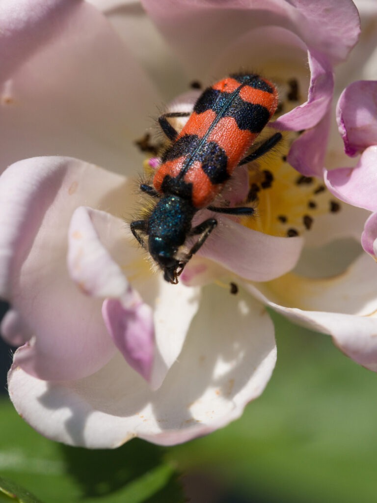 Blick von oben auf einen Bienenkäfer, der auf einer rosa Blüte sitzt. Die Umgebung ist unscharf.
