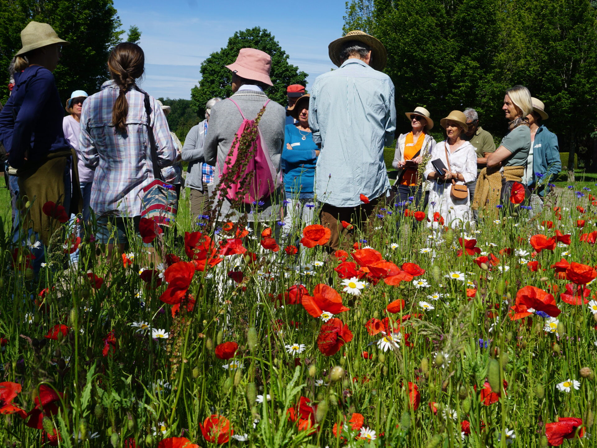Blick auf die Rücken einer Gruppe Menschen. Im Vordergrund blühen Mohn und Margeriten in einer Wiese.