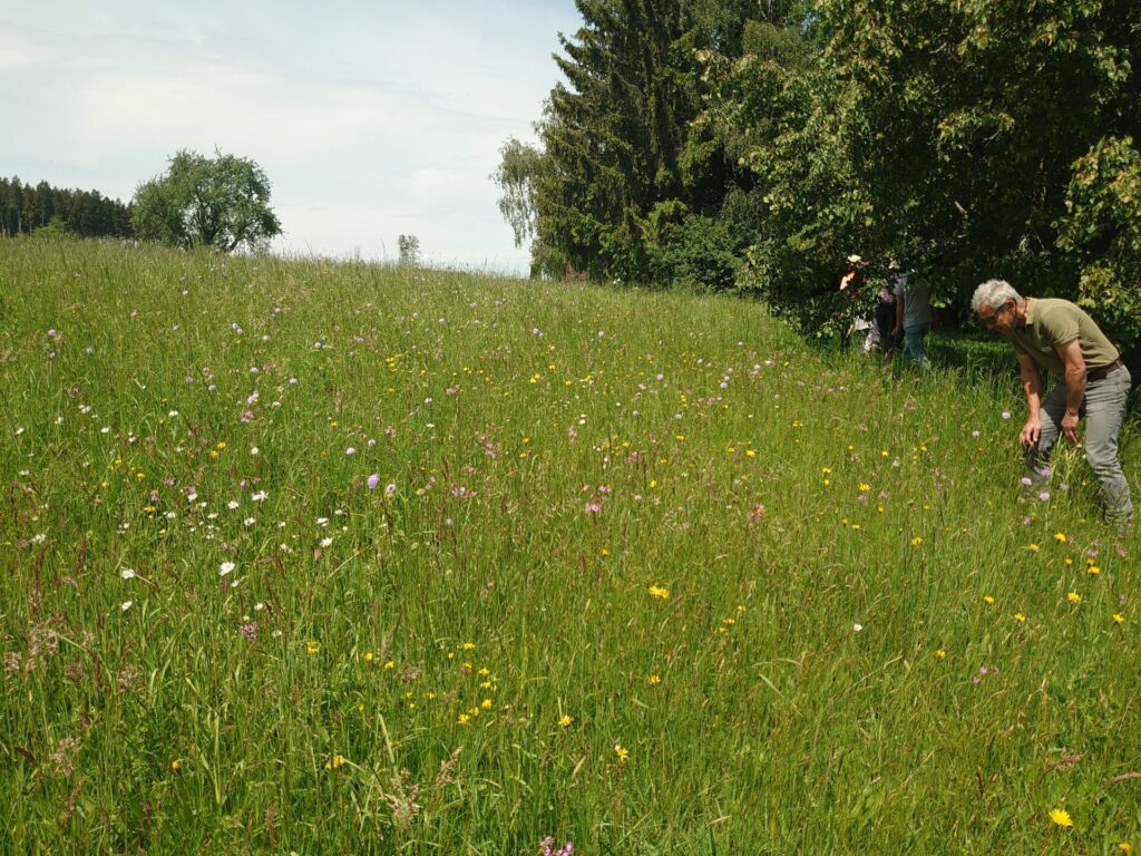 Blick auf eine artenreiche Wiese links von einem Waldrand. Ein Mann steht am Rand und bückt sich, um die Wiese zu betrachten.