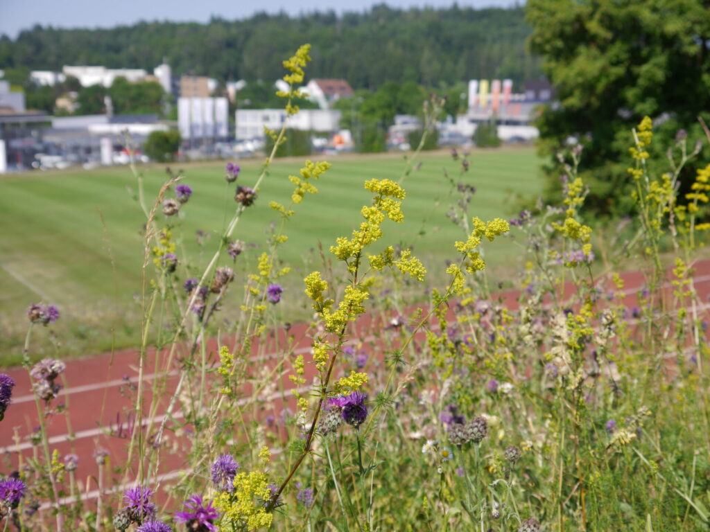 Blick durch blühende Wildkräuter hindurch auf eine Sportanlage mit Rasenplatz und Tartanbahn.