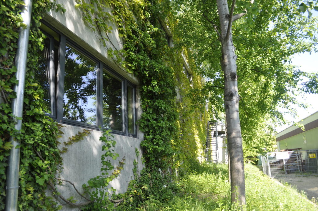 Ausschnitt einer begrünten Fassade mit Fenster. Vor der Fassade steht ein Baum.