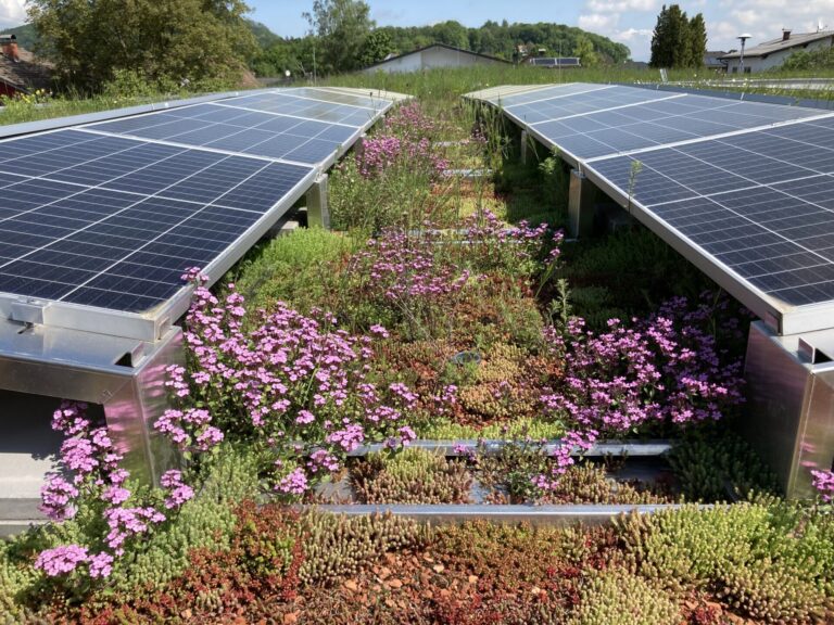 Blick von oben auf Solarmodule auf einem Gründach. Zwischen den Modulen wachsen lila blühende Blumen.
