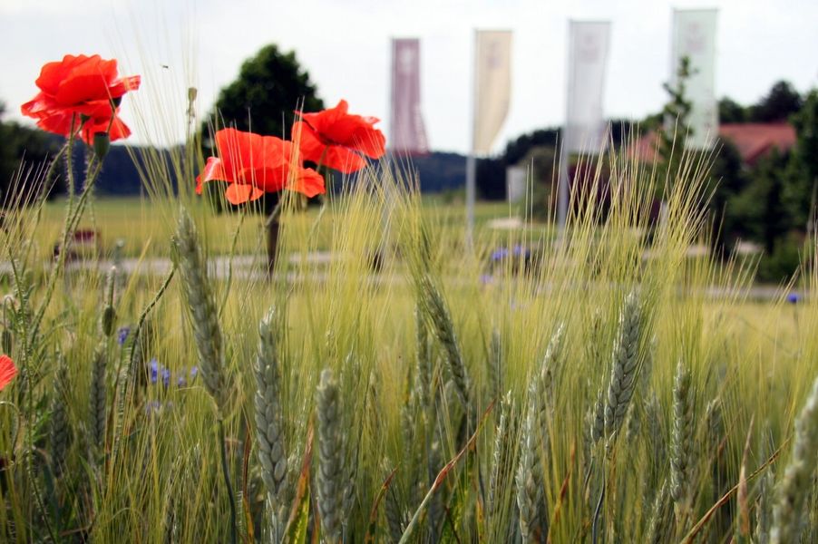 Blick an Mohnblüten im Vordergrund vorbei auf noch grüne Weizenähren. Im Hintergrund wehen Fahnen.