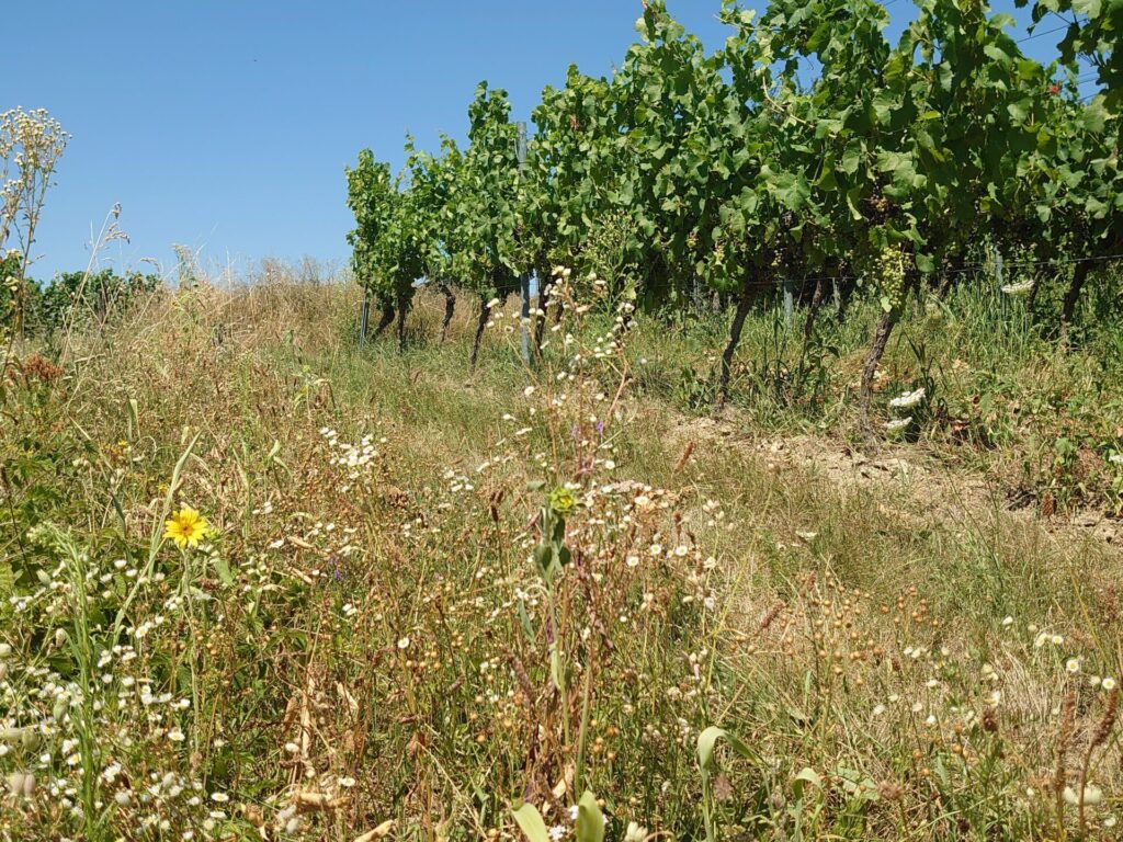 Links im Bild ist neben einer Reihe von Weinstöcken ist ein Blühstreifen zu erkennen.