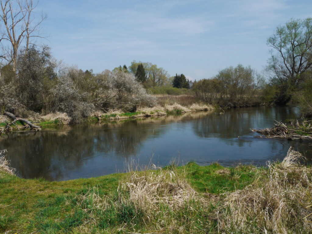 Blick auf ein Kleingewässer, das von einem kleinen Hang mit Hecken umgeben ist.