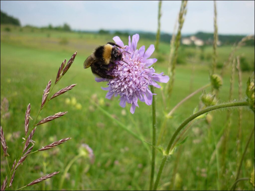 Nahaufnahme einer lila Blüte. Eine Hummel sitzt auf ihr.