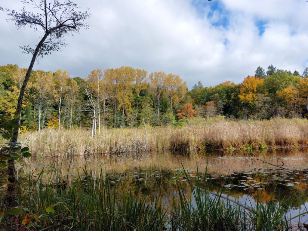 Blick auf ein Kleingewässer, in dem Seerosen wachsen. Im Hintergrund ein bunter herbstlicher Wald.