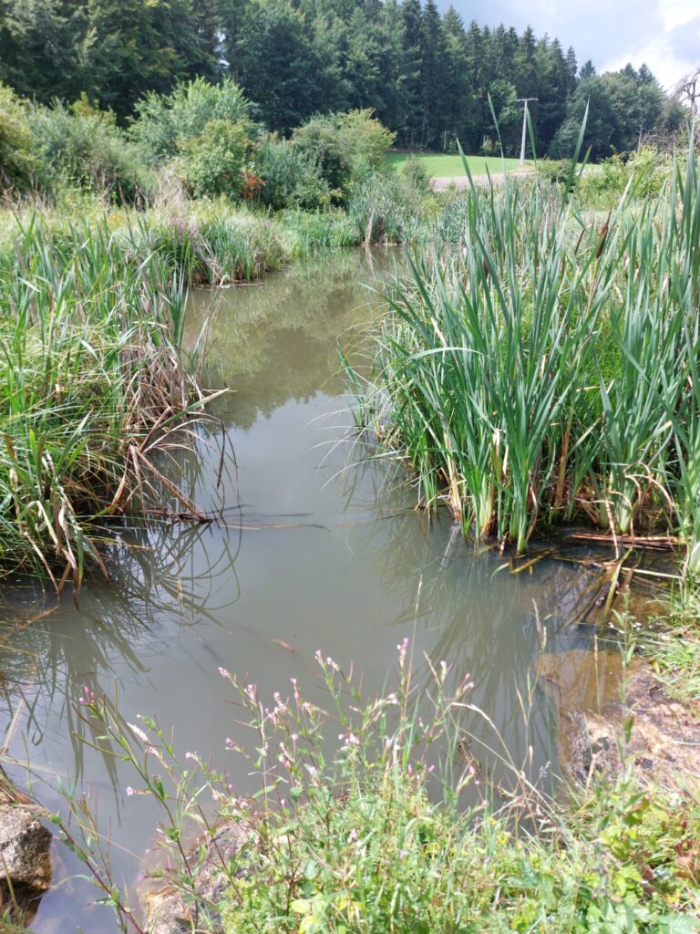 Blick auf ein Kleingewässer am Waldrand.