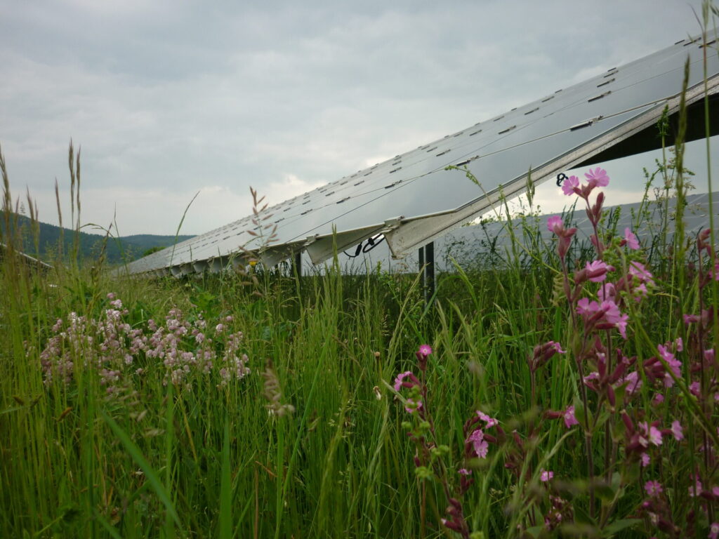 Blick von schräg unten auf Solarmodule einer Freiflächenanlage. Im Vordergrund lila Blüten auf einer artenreichen Wiese.