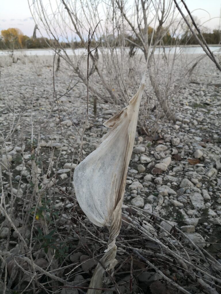 In Gestrüpp am Bodenseeufer hängt eine Plastiktüte.
