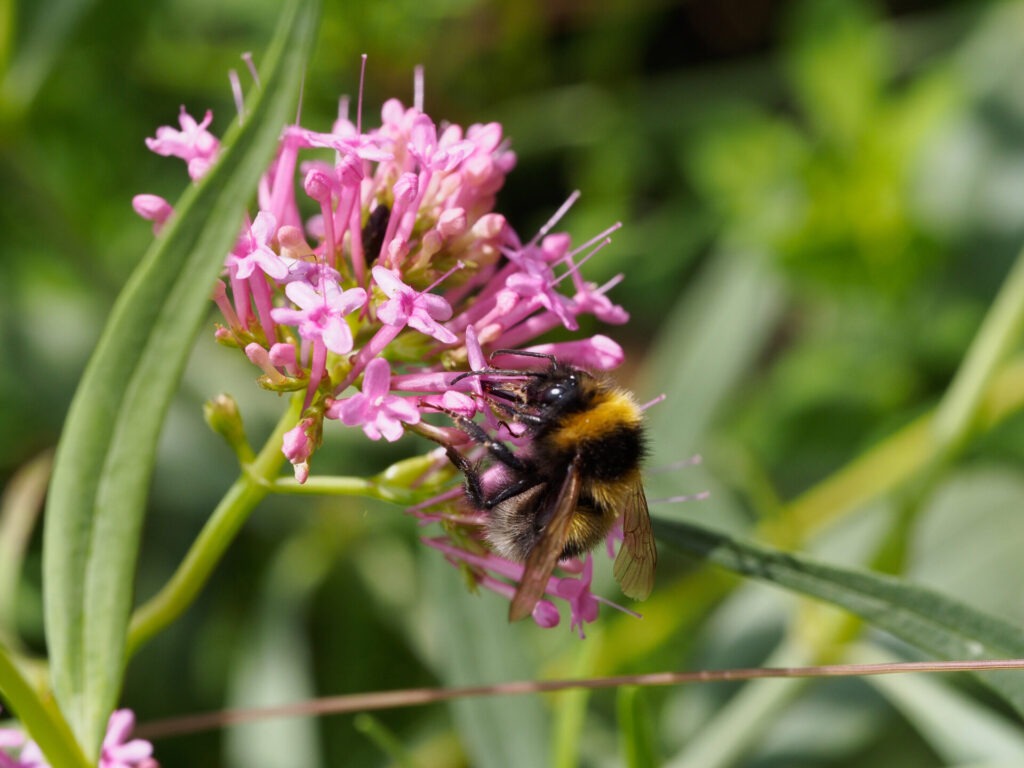 Der Hintergrund ist unscharf. Im Vordergrund ist scharf eine lila Blüte, auf der eine Biene sitzt.