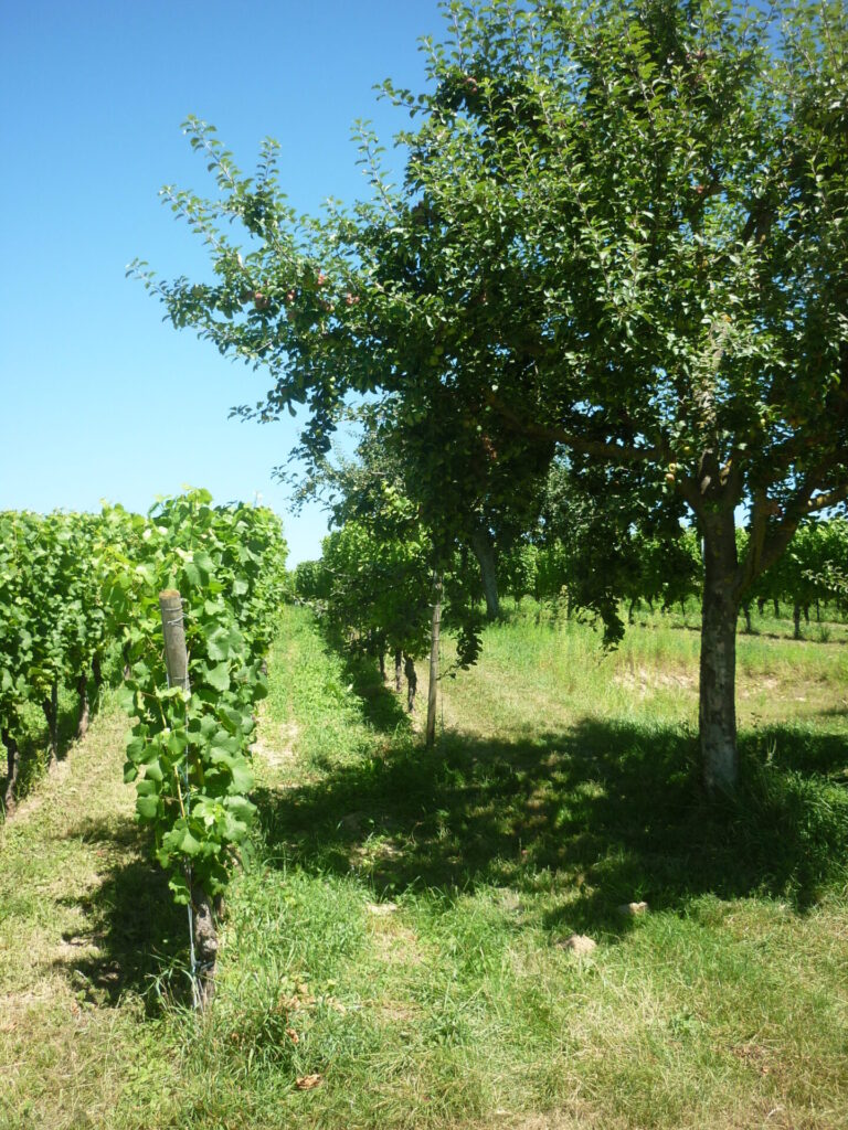 hochformatiges Foto. Rechts neben einer Reihe von Weinstöcken steht ein Obstbaum. Die Aufnahme erfolgte im Sommer bei blauem Himmel