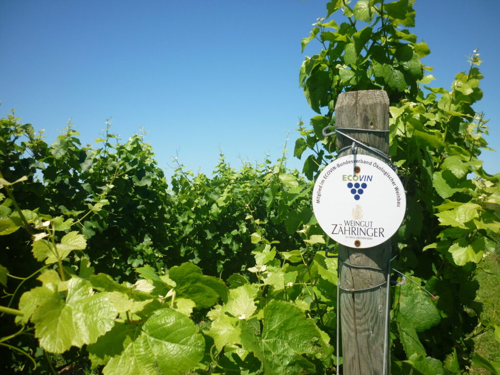 Blick auf fettgrüne Weinstücke. Im Vordergrund hängt an einem Holzpfahl eine Plakette. Auf ihr steht: Ecovin. Weingut Zähringer