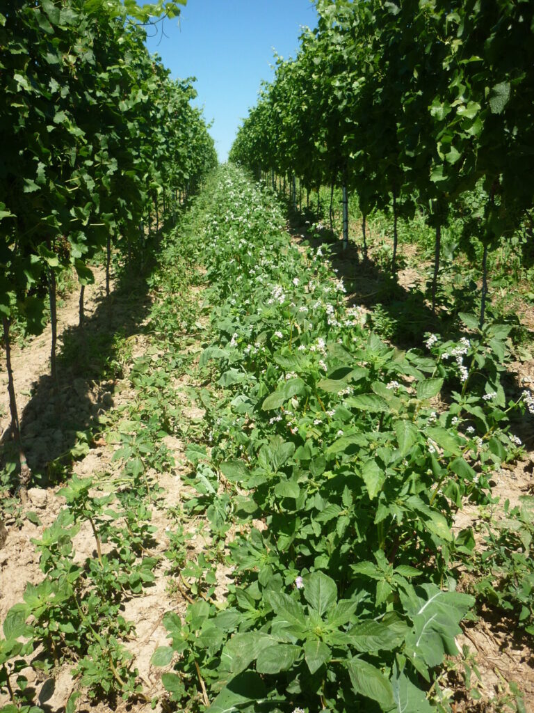 Blick in eine Reihe eines Weinbergs mit einer blühenden Fahrgasse