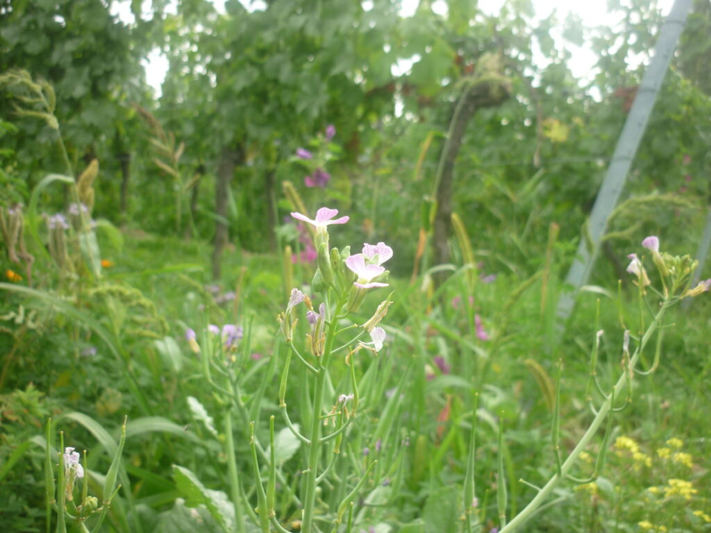 Blick auf eine lila Blüte im Vordergrund, im Hintergrund sind unscharf Weinstöcke im Weinberg zu erkennen