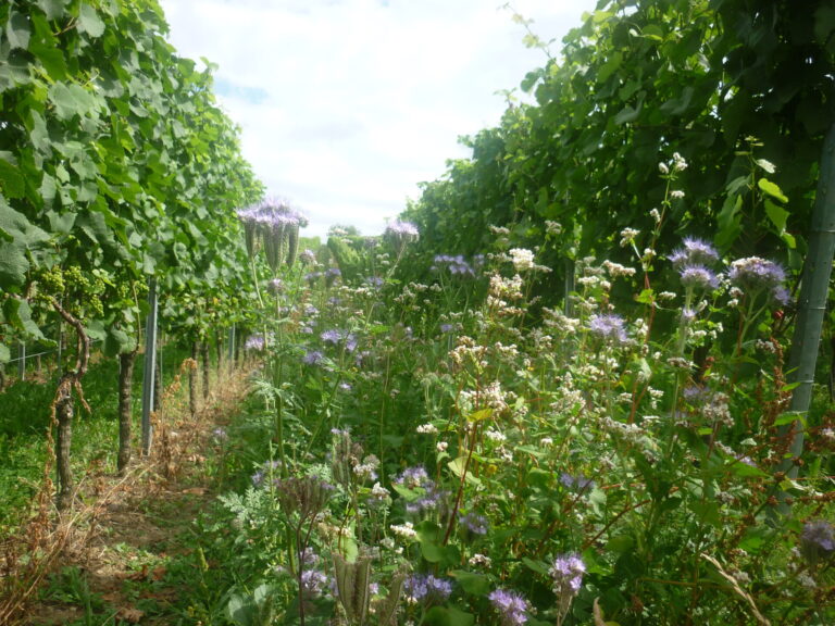 Blick auf eine blühende Fahrgasse zwischen zwei Reihen von Weinstöcken.