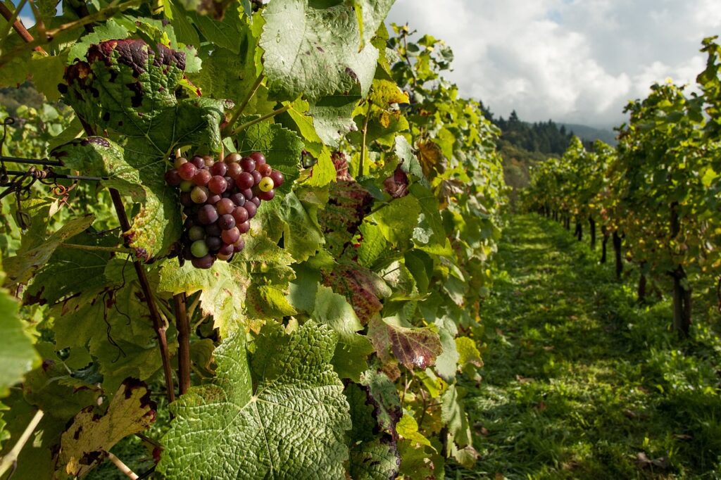 Blick in die Reihe eines Weinbergs, im Vordergrund eine rote Weintraube.