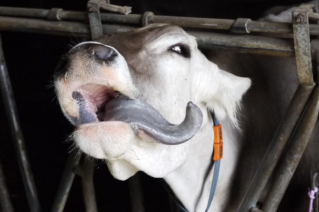 Blick auf den Kopf eines Rinds, das seine sehr lange Zunge gerade herausstreckt.