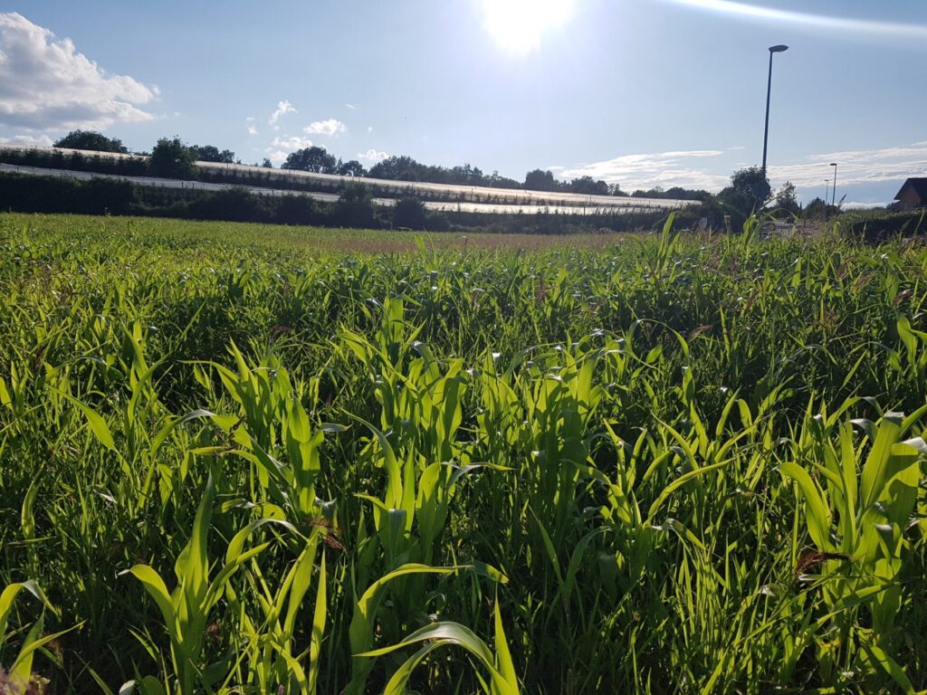 Symbolbild für Klimwawandel - Blick gegen die Sonne über ein Hirsefeld hinweg